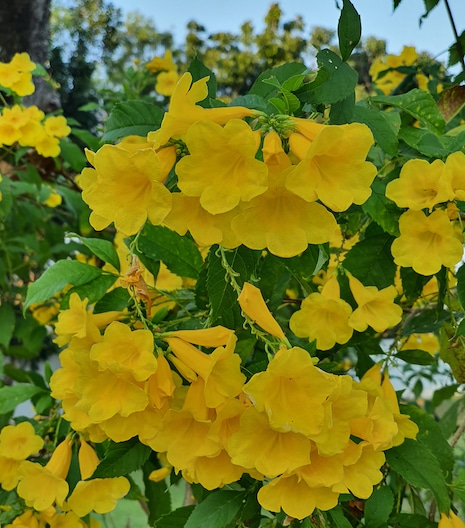 Trumpetbush yellow flower