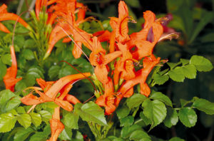 Trumpetbush orange flower